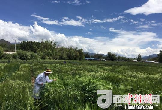 西藏與9家國(guó)家重點(diǎn)實(shí)驗(yàn)室合力促青稞增產(chǎn)、牦牛育肥