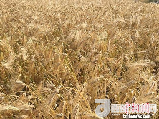 2017年西藏青稞種植面積達(dá)210多萬畝，占糧食播種面積的75%。圖為成熟期的青稞?！⊥跤窳?攝