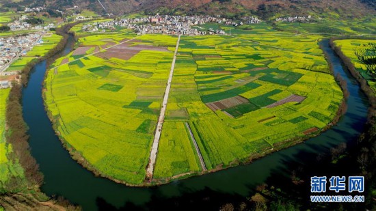 #（環(huán)境）（4）云南羅平：油菜花開春意濃