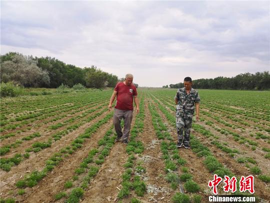 退役軍人扎根新疆兵團基層連隊成職工致富帶頭人