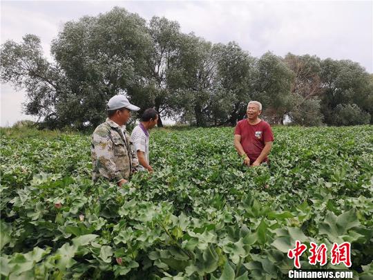 遠改忠在棉花地里為連隊職工分享種植經(jīng)驗?！“叉陆?攝