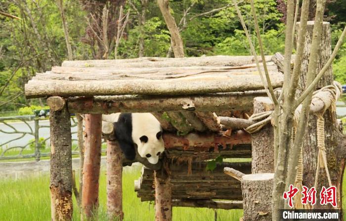 九寨溝熊貓園里的大熊貓?！【耪瘻峡h委宣傳部提供 攝