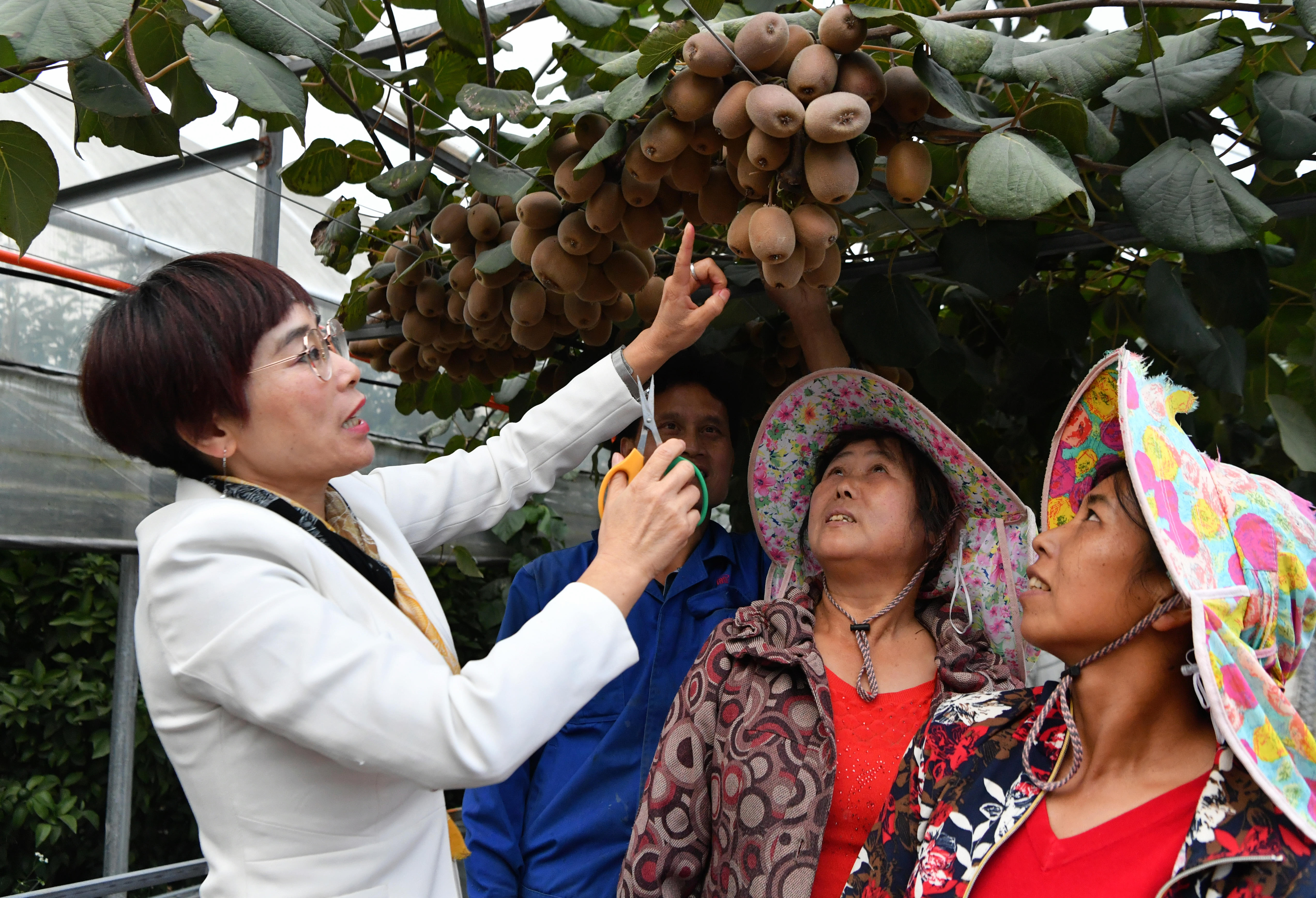 2020年10月22日，在周寧縣農(nóng)民創(chuàng)業(yè)示范基地特色水果種植園，福建省寧德市農(nóng)業(yè)科學(xué)研究所的科技特派員（左一）在指導(dǎo)當(dāng)?shù)剞r(nóng)民采摘紅心獼猴桃。新華社記者魏培全攝.JPG