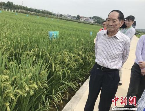 資料圖：袁隆平正在田間察看水稻生長情況。 唐小晴 攝